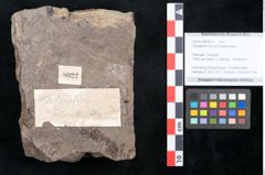 Foto (Objekt + Etikett) von Tetrapteris minuta Ettingshausen (NHMW-GEO-2024-0188-8022)